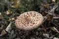 Brown fly agaric in a pine forest in the setting sun. Poisonous toadstool Amanita Royalty Free Stock Photo