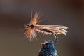 Brown fly fishing lure Royalty Free Stock Photo