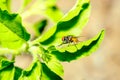 Brown fly on green leaf in garden  at thailand Royalty Free Stock Photo