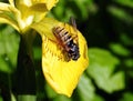 Brown fly on green  yellow flower , Lithuania Royalty Free Stock Photo