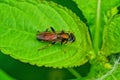 brown fly sits on a green leaf of a plant Royalty Free Stock Photo