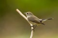 Brown Flycatcher (Muscicapa latirostris)