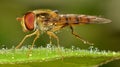 Hnědý létání hmyz makro fotografování 