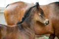 A brown foal