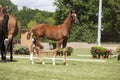 Brown foal auction