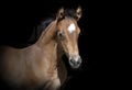 Brown foal black background Royalty Free Stock Photo