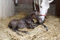 Foal birth in the horse stable Royalty Free Stock Photo