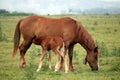 Brown foal breastfeeding