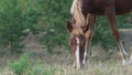 Brown foal eats grass on the side of the road close up