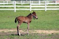 Brown foal on farm