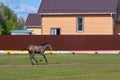 A brown foal gallops across a field next to a farmhouse