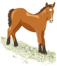 Brown foal