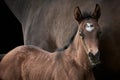 Brown foal with horse mother. Royalty Free Stock Photo