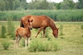 Brown foal and horse