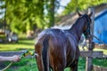 Brown foal horse wash with clean water from a hose near the stable. Sunny summer day. Royalty Free Stock Photo