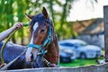 Brown foal horse wash with clean water from a hose near the stable. Sunny summer day. Royalty Free Stock Photo