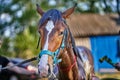 Brown foal horse wash with clean water from a hose near the stable. Sunny summer day. Royalty Free Stock Photo