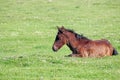Brown foal Royalty Free Stock Photo