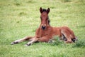 Brown foal lying on meadow