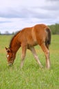 Brown foal on pasture