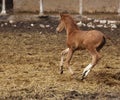 Brown foal