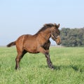Brown foal running in freedom Royalty Free Stock Photo