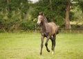 Brown foal trots