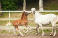 Brown foal and white horse and playing at the farm