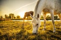 Brown foal and white mother horse eating grass on pasture while sunrise in the morning Royalty Free Stock Photo