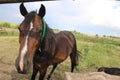 Brown foal with a white star on the forehead looks behind the fence, animals, nature, horses