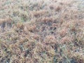 Brown foggy grass at time of winter morning