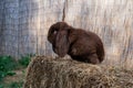 Brown fold ram medium sized rabbit sitting on a hay before Easter Royalty Free Stock Photo