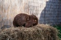 Brown fold ram medium sized rabbit sitting on a hay before Easter Royalty Free Stock Photo