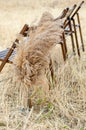 Brown folding chairs decorated with pampas. The wedding ceremony is in an open field in a rustic style. Seats for guests Royalty Free Stock Photo