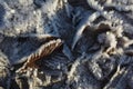 Brown foliage in frost, Fallen withered leaves covered with ice crystals of rime, Close-up detail winter nature