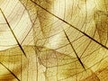 Brown foliage texture