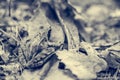 Brown forest frog sitting and posing on fallen leaves. Royalty Free Stock Photo