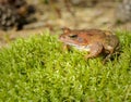 Brown forest frog sitting on the grass. Royalty Free Stock Photo