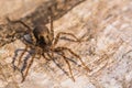 Brown Forest Spider Warmed by Spring Sun Royalty Free Stock Photo