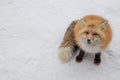 Brown Fox was sleeping and walking on snow ground