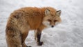 Brown Fox was sleeping and walking on snow ground