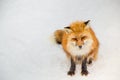 Brown Fox was sleeping and walking on snow ground