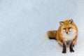 Brown Fox was sleeping and walking on snow ground