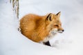 Brown Fox was sleeping and walking on snow ground