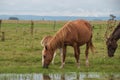 Free horses in a farm