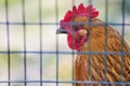 Brown free range chicken behind fence Royalty Free Stock Photo