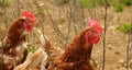 Brown free range chicken on a farmyard Royalty Free Stock Photo
