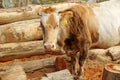 Brown Free Range Cow Found near the Barn with Pile of Logs for Firewood Royalty Free Stock Photo