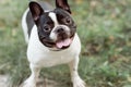 Black french bulldog with a collar.  Bulldog portrait Royalty Free Stock Photo