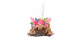 Brown French Bulldog dog girl dressed up with beautiful unicorn horn headband with flowers lying on white background Royalty Free Stock Photo